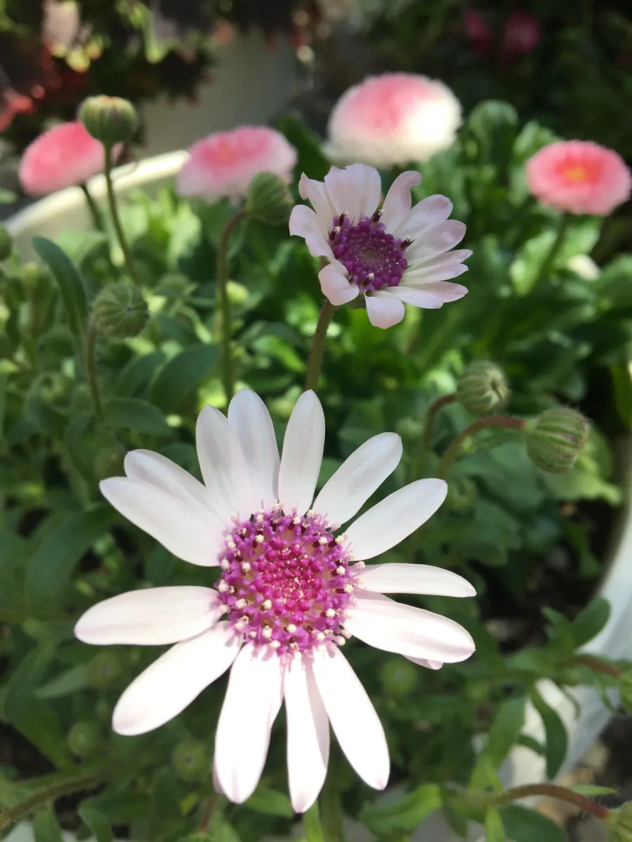 img_cache_r_15457_12_158511798  