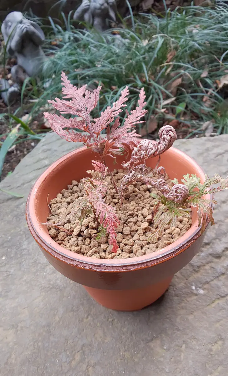 一尺ものイワヒバ植え替え | 奥州のイワヒバラーメン時々ねっち