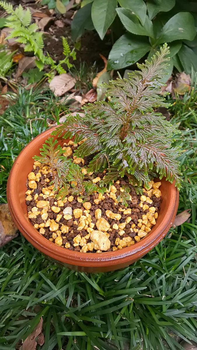 一尺ものイワヒバ植え替え | 奥州のイワヒバラーメン時々ねっち