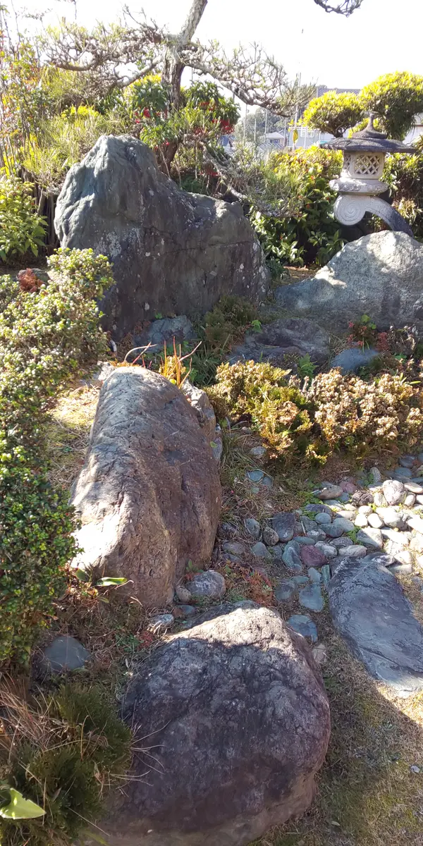 祖父のイワヒバを家でも育ててみる🌱｜そだレポ（栽培レポート