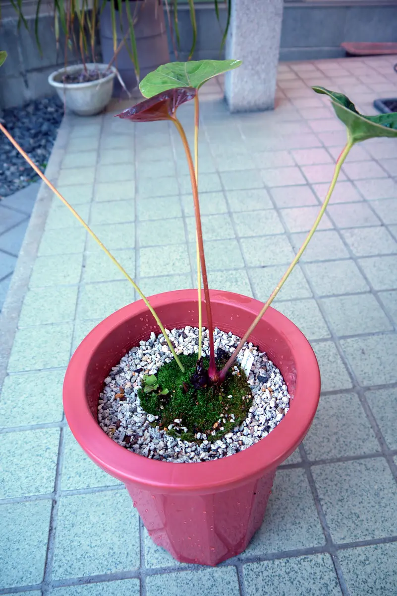 おばけアンスを育てる。｜そだレポ（栽培レポート）byジャカランダ