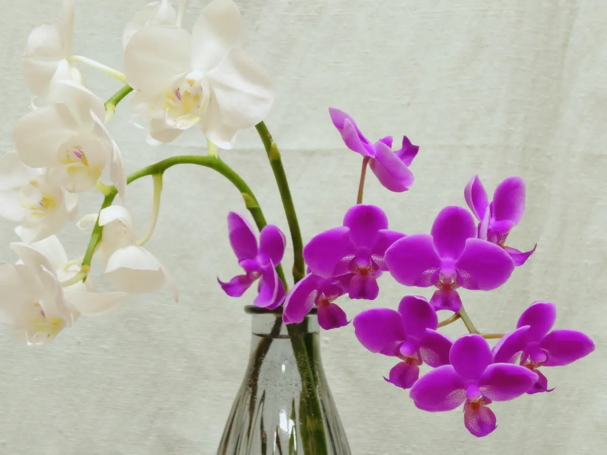 枯らせない胡蝶蘭(20200129-20230702)｜そだレポ（栽培レポート