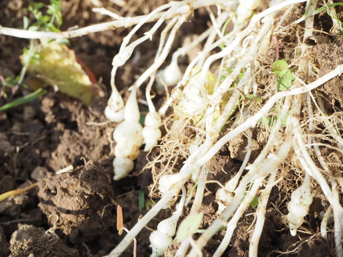 マコモダケ苗200本以上 【公式通販】