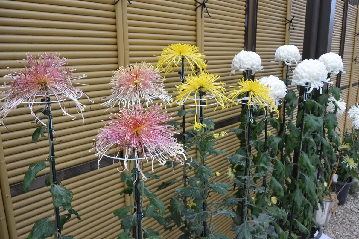 庭の大菊｜そだレポ（栽培レポート）by鰐山｜みんなの趣味の園芸