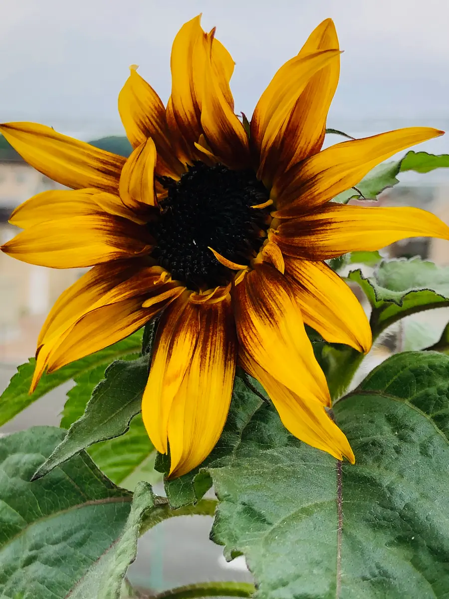 ヒマワリ・サンタスティック🌻〜チャレンジ2020〜🎵｜そだレポ