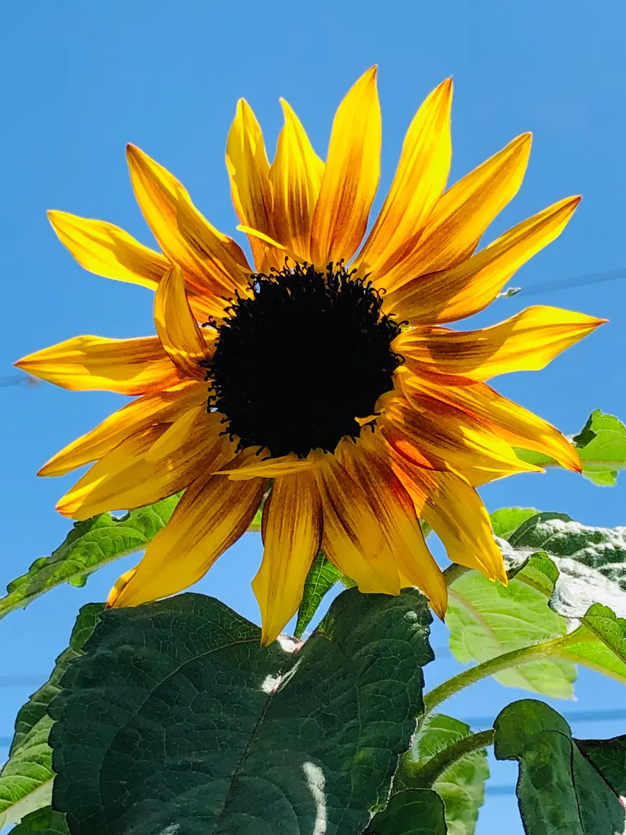 ヒマワリ・サンタスティック🌻〜チャレンジ2020〜🎵｜そだレポ