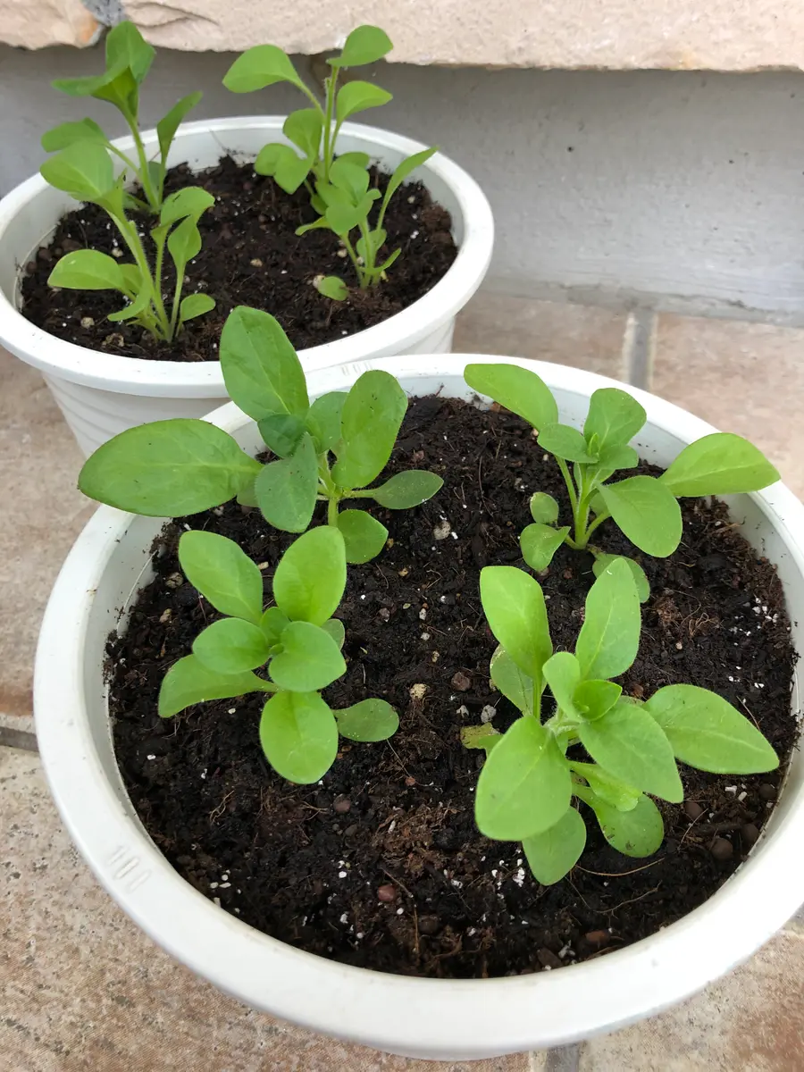 ペチュニア・バカラiQ🌺〜チャレンジ2020〜🎵｜そだレポ（栽培レポート