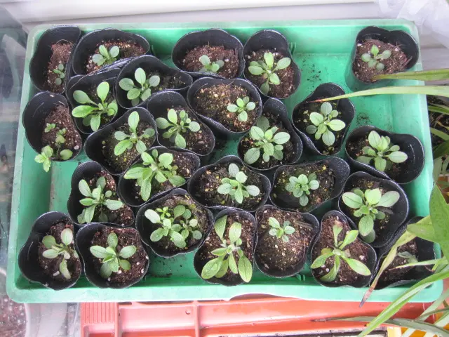 大好きな勿忘草、今年も咲くといいな！｜そだレポ（栽培レポート