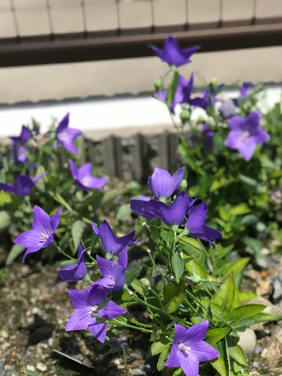 桔梗さみだれ｜そだレポ（栽培レポート）byまサプリ｜みんなの趣味の園芸