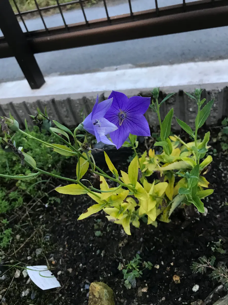 桔梗さみだれ｜そだレポ（栽培レポート）byまサプリ｜みんなの趣味の園芸