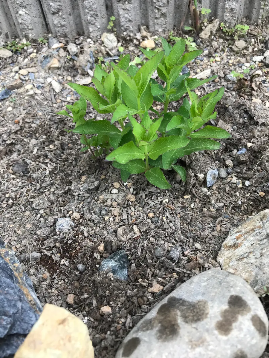 桔梗さみだれ｜そだレポ（栽培レポート）byまサプリ｜みんなの趣味の園芸