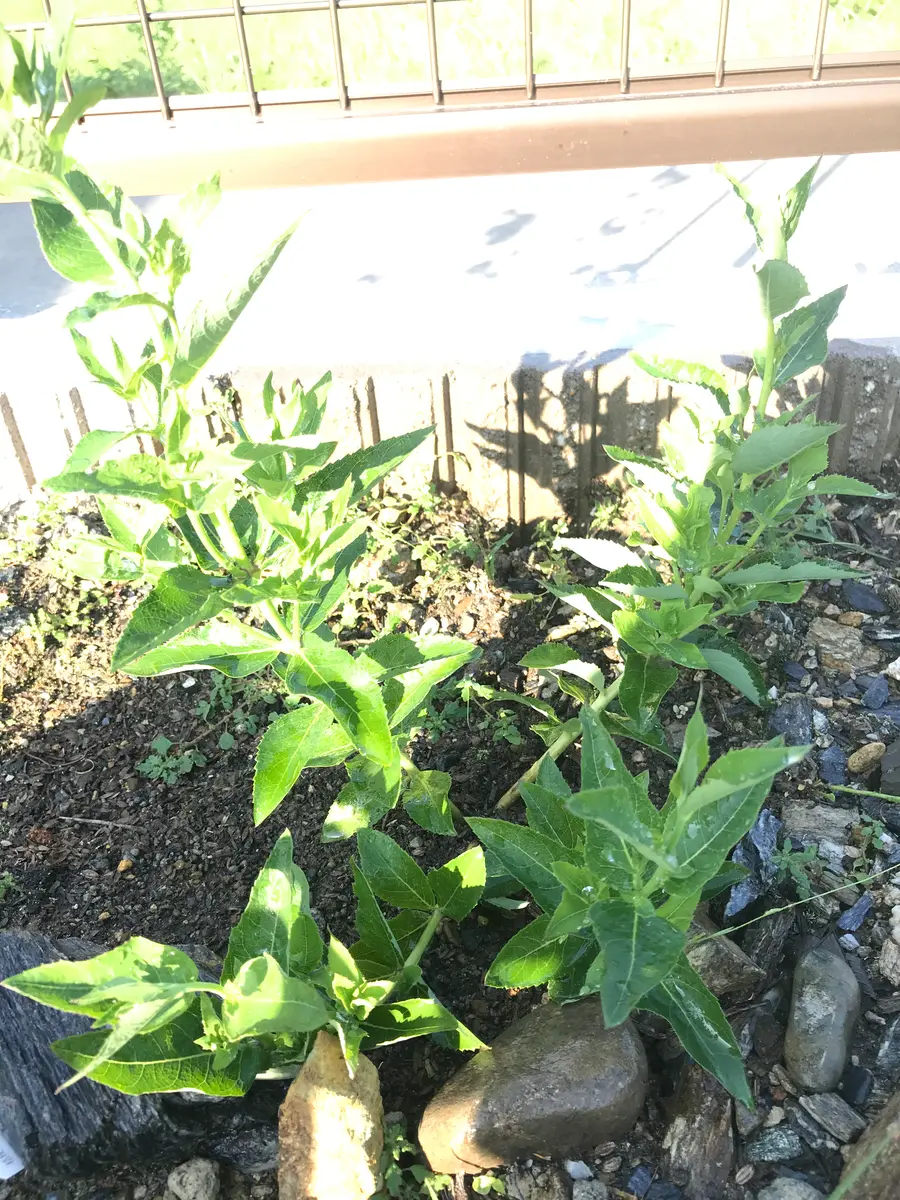 桔梗さみだれ｜そだレポ（栽培レポート）byまサプリ｜みんなの趣味の園芸