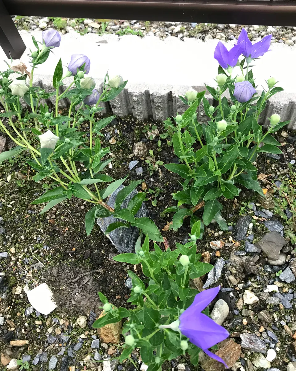 桔梗さみだれ｜そだレポ（栽培レポート）byまサプリ｜みんなの趣味の園芸