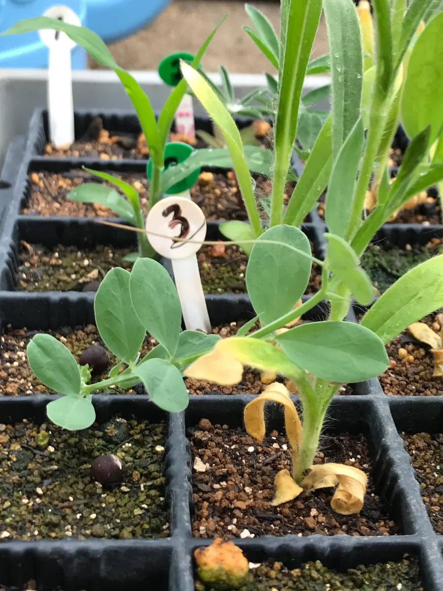 畑、ガーデニング、野菜作り、お花作り 菌床堆肥