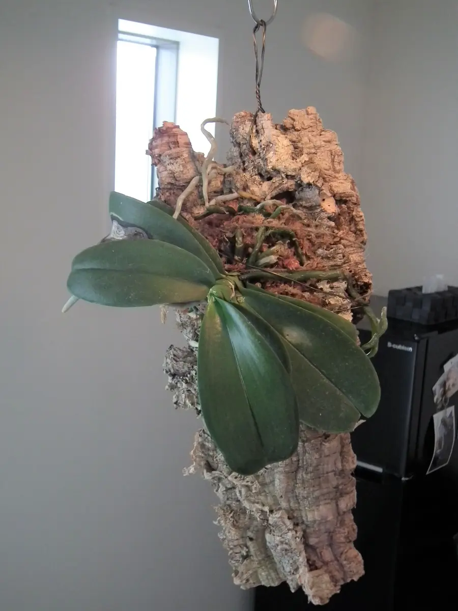 復活したミディ胡蝶蘭セカンドステージ（着生編）｜そだレポ（栽培