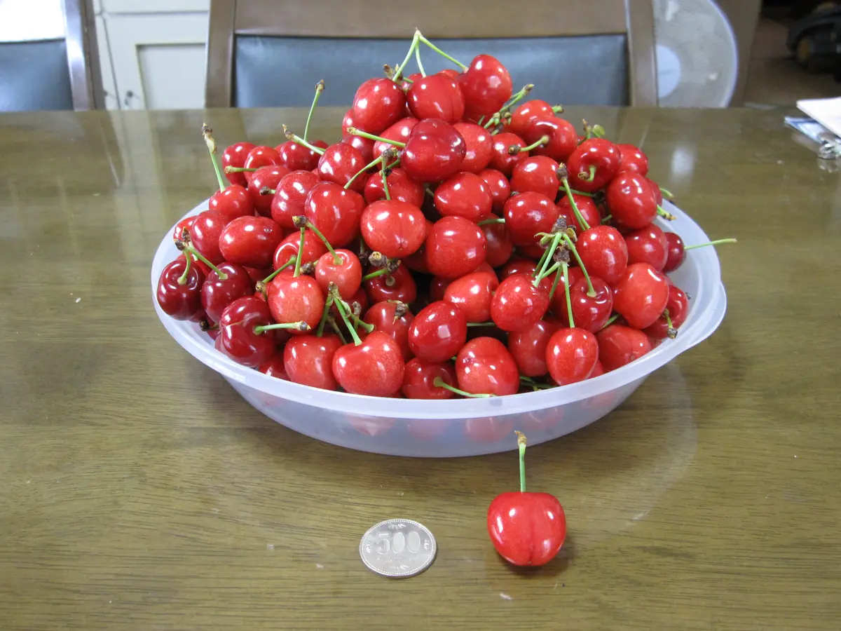 アメリカンチェリー 8キロ 10.5R 【公式通販】