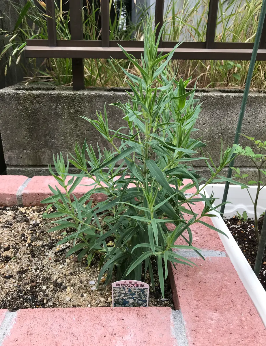 宿根　カスミソウ 宿根かすみ草(レポ終了｜そだレポ（栽培レポート）byこぬ。｜みんなの