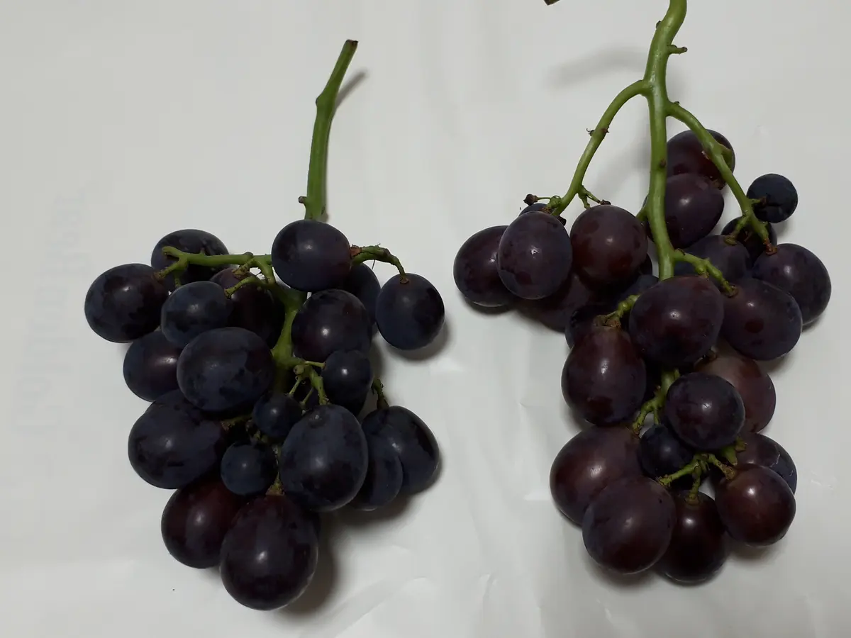 ぶどうを狭い庭でコンパクトに育てる。（「高妻」「ピオーネ」）｜そだ