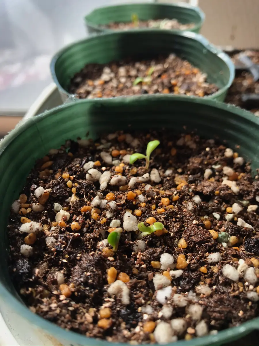 バイカラーのガザニアを種まきから🌱｜そだレポ（栽培レポート）by櫻桜
