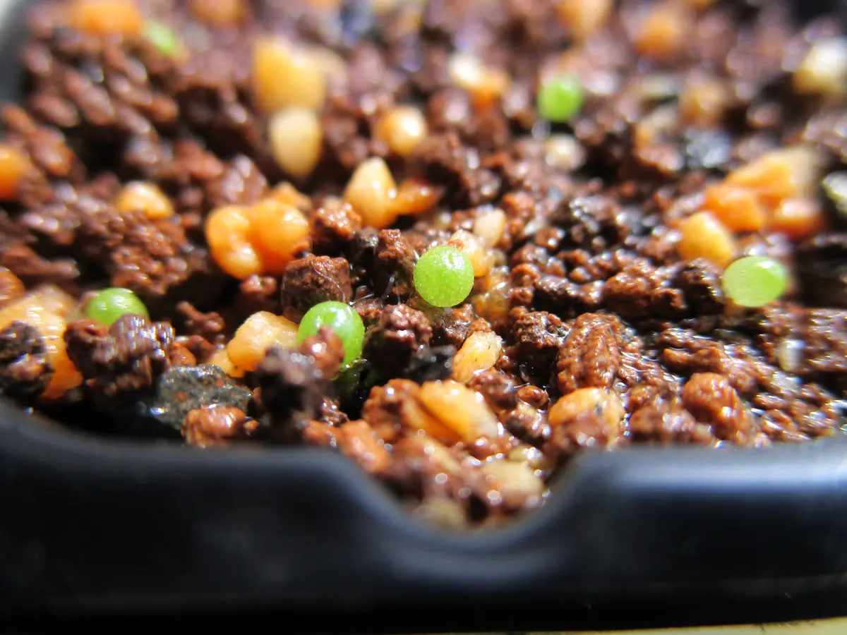 コノフィツム マウガニー 種子20種類 10粒ずつセット 【公式通販】