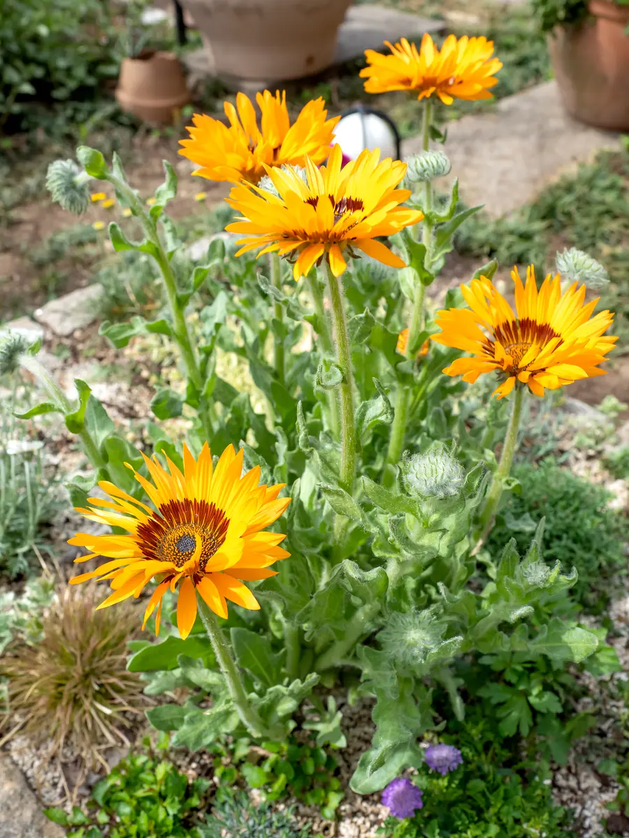 ナマクワランド・アークトチス(ベニジウム・寒咲き蛇の目菊）」を