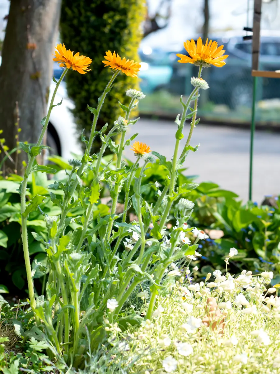 ナマクワランド・アークトチス(ベニジウム・寒咲き蛇の目菊）」を