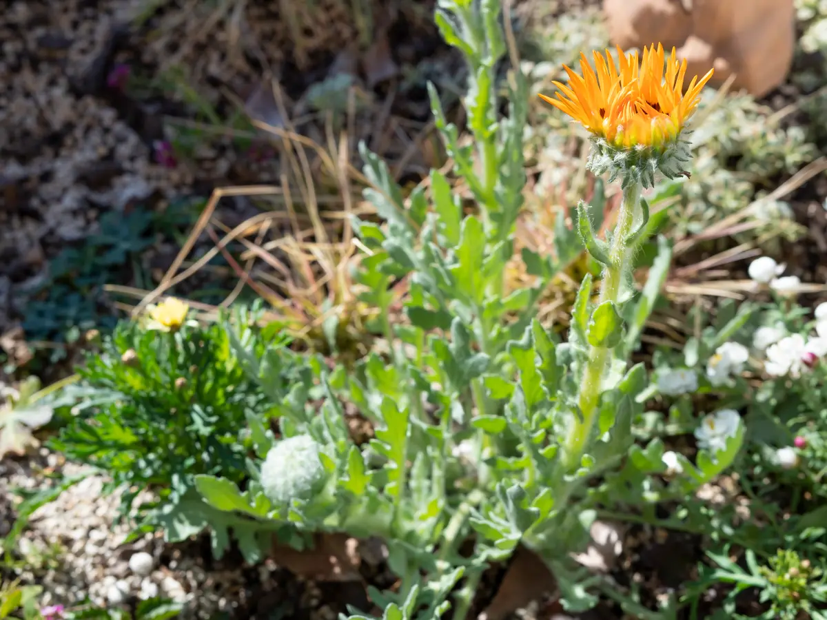 ナマクワランド・アークトチス(ベニジウム・寒咲き蛇の目菊）」を