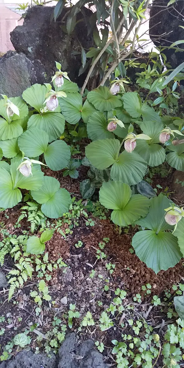 【ju】クマガイソウ　8株　花芽付き 日本の野生ラン・ラン科 クマガイソウ(熊谷草)の苗：野草の苗販売