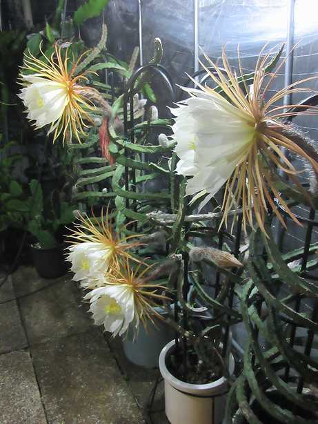 夜の女王Selenicereusmacdonaldiae2～3年目の開花まで｜そだレポ（栽培 