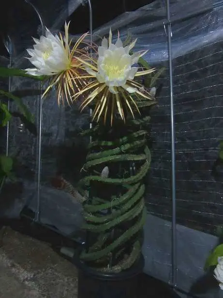 夜の女王Selenicereusmacdonaldiae2～3年目の開花まで｜そだレポ（栽培