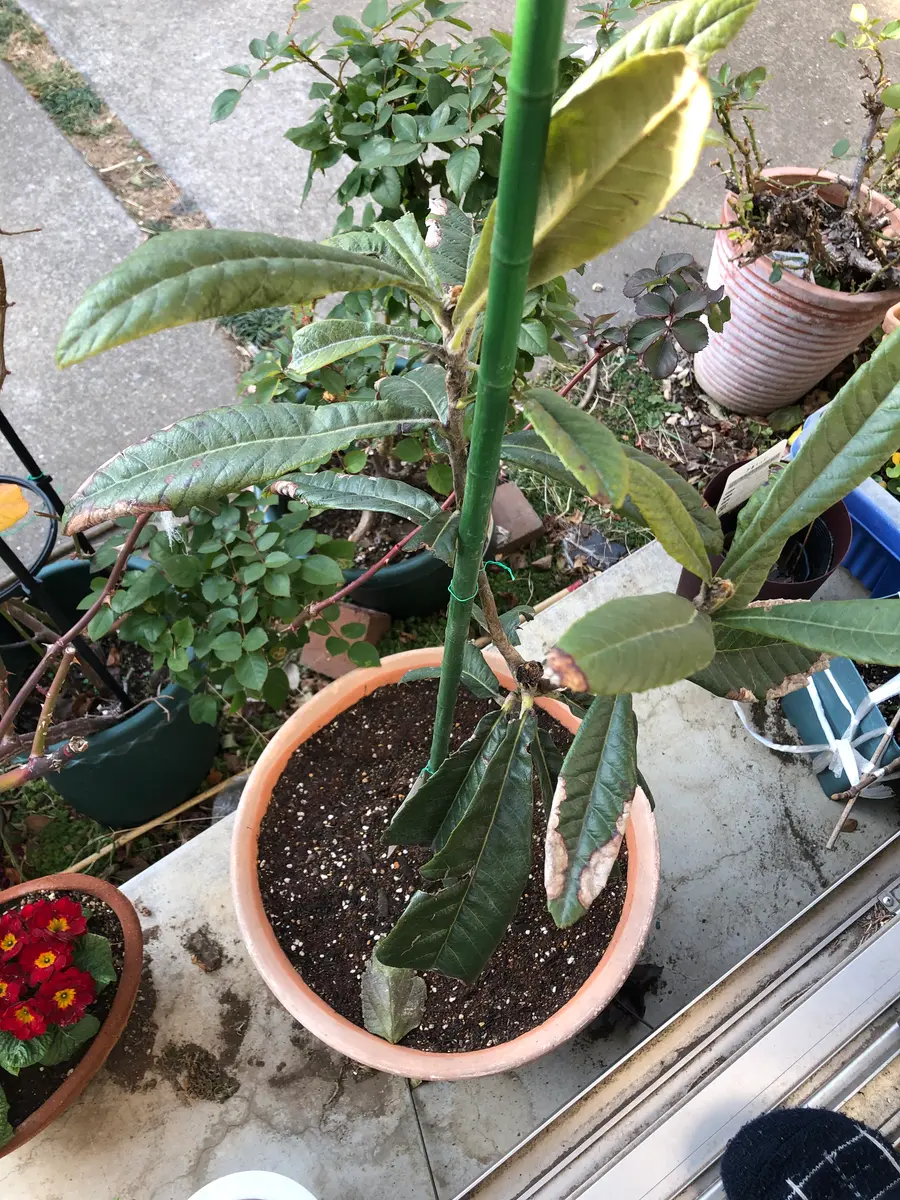 ⭐超メルカリ市茂木ビワの鉢植え健康的に育った苗木 茂木を育てておいしいビワを食べる！｜そだレポ（栽培レポート