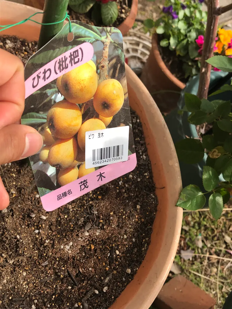 茂木を育てておいしいビワを食べる！｜そだレポ（栽培レポート