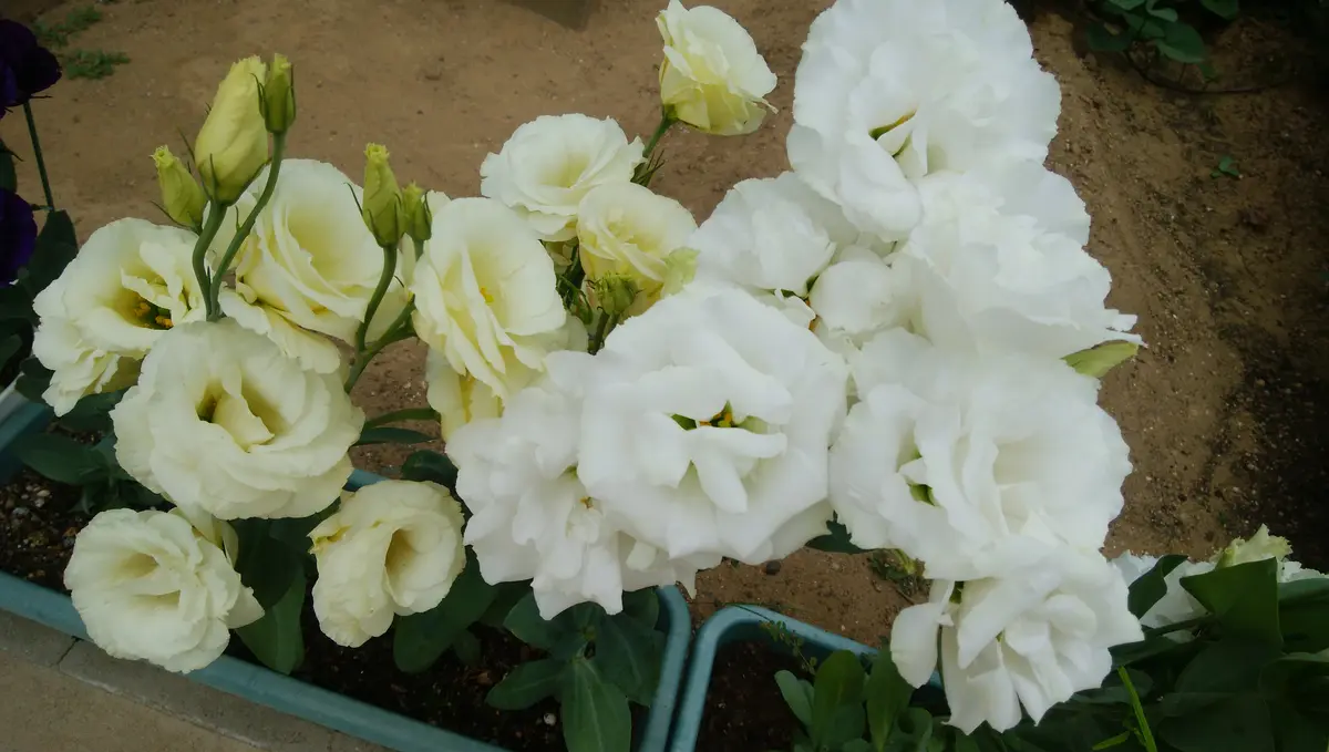 ✓ ダイソー トルコ桔梗を種から育てる｜そだレポ（栽培レポート）by