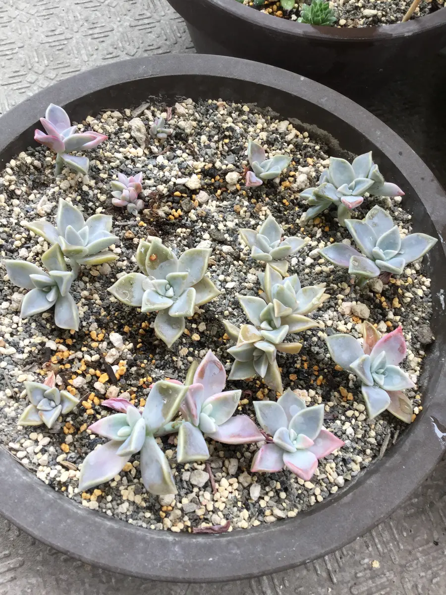朧月　鉢ごと発送 半年後の朧月鉢 | 多肉植物