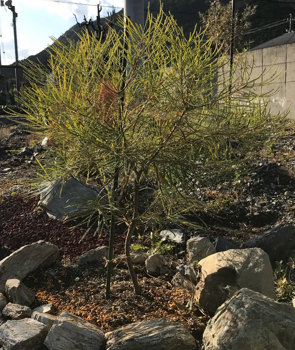 ヘアピン バンクシア スピヌローサ 3 バンクシア スピヌロサ（ヘアピン）の育て方。 細葉で寒さにも暑