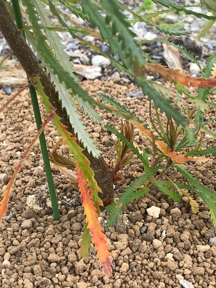 植物 バンクシア スピヌロサ バンクシア・ヘアピン スピヌロサ 5号