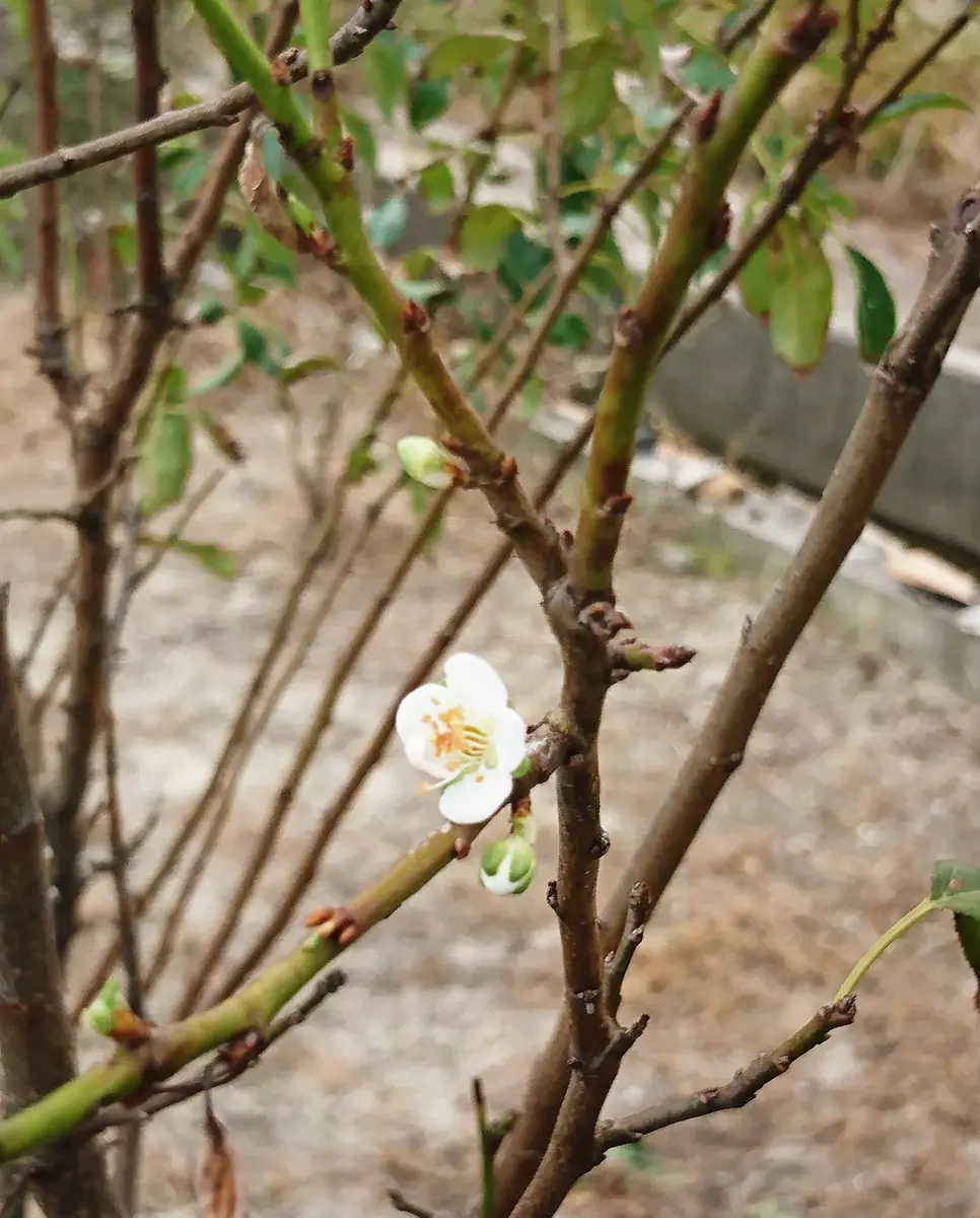 希少バイオチェリー　鉢植え　大株　実付き 希少バイオチェリー 鉢植え 大株 実付き 希少バイオチェリー