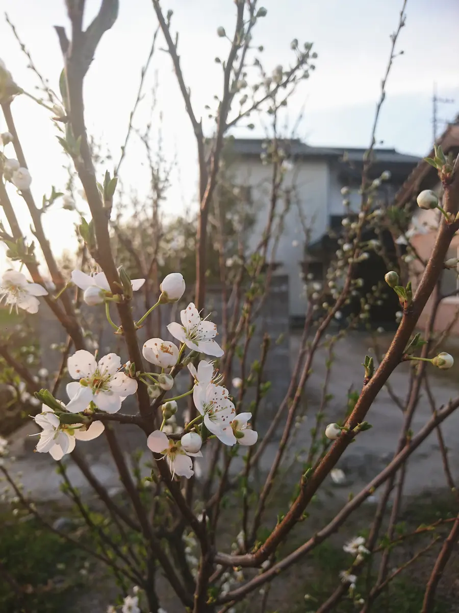 バイオチェリー 早生種 約1.1m まもなく開花 バイオチェリー 早生種 約