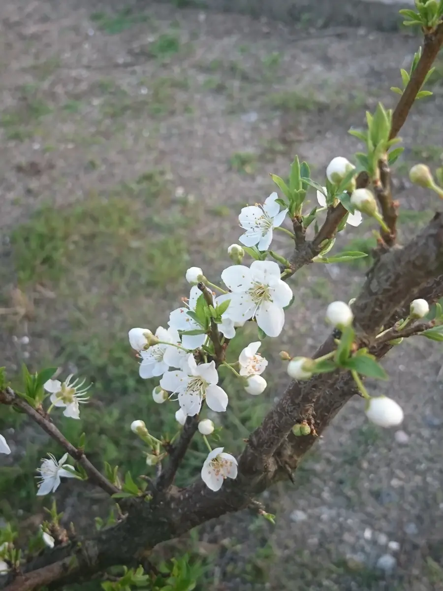 希少バイオチェリー　鉢植え　大株　実付き 希少バイオチェリー 鉢植え 大株 実付き 希少バイオチェリー