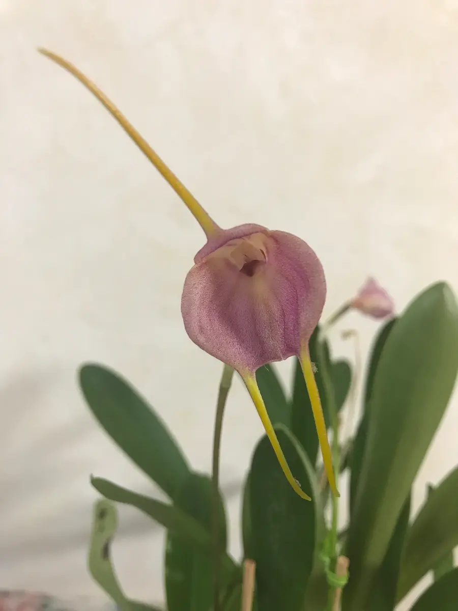 ナゴラン交配種①開花中 ☆洋蘭・フウラン・セッコク・山野草