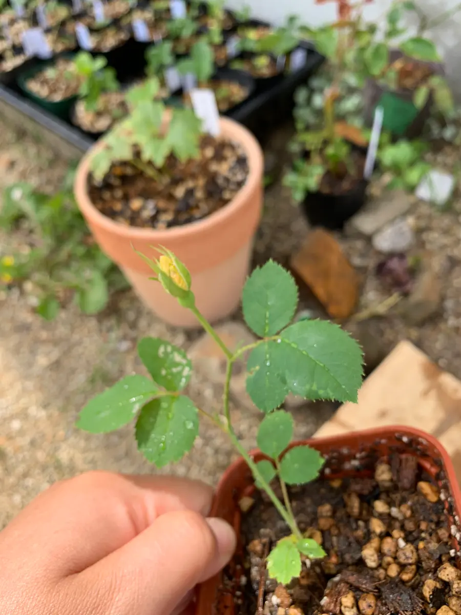 バラの実生（こぼれ種）｜そだレポ（栽培レポート）byずーやん