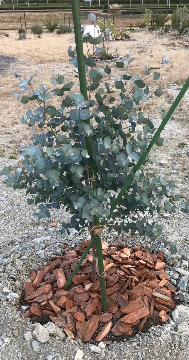 ユーカリ☆グニー｜そだレポ（栽培レポート）byまサプリ｜みんなの趣味