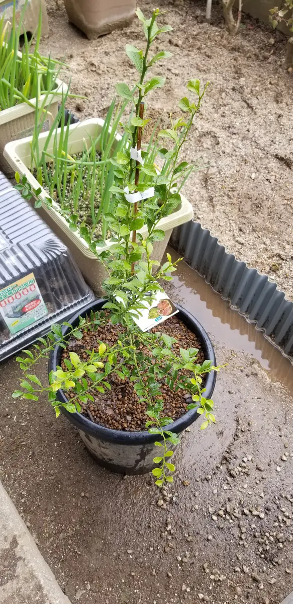 フィンガーライム苗（4種セット） フィンガーライム 5号鉢【フィンガー