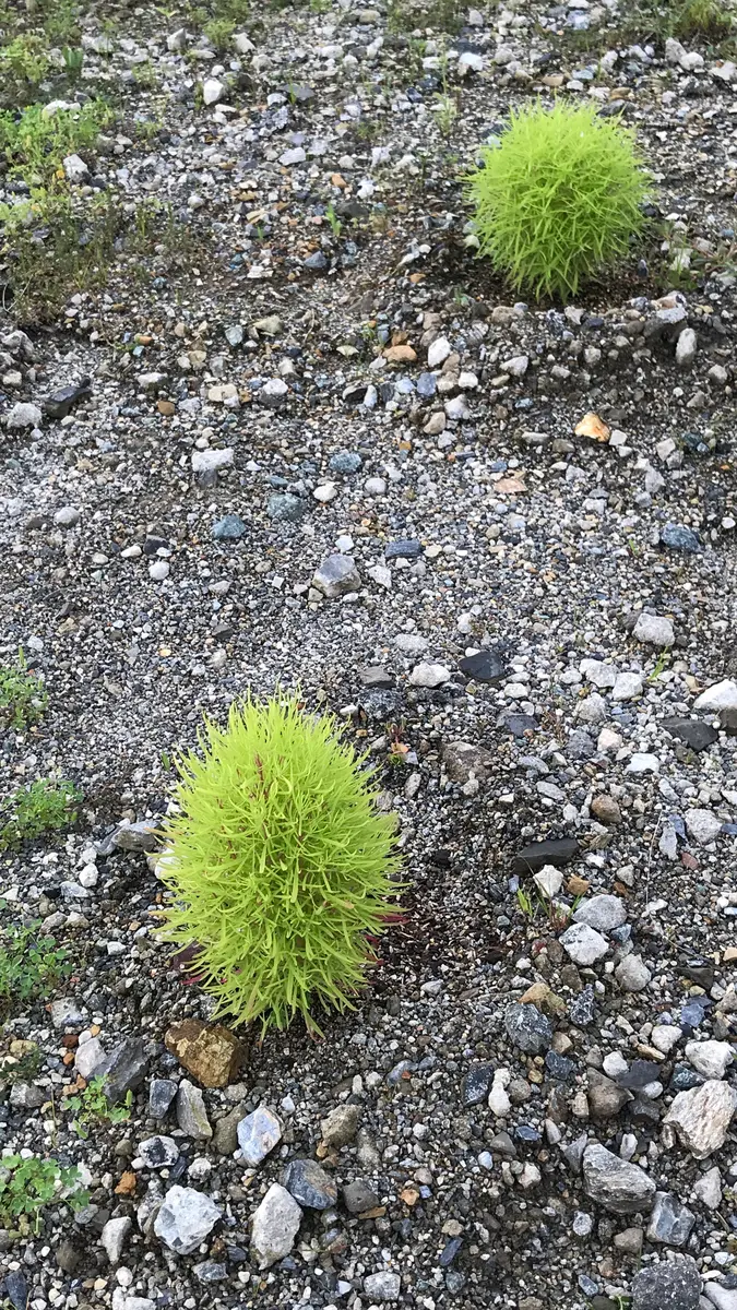 コキア｜そだレポ（栽培レポート）byまサプリ｜みんなの趣味の園芸