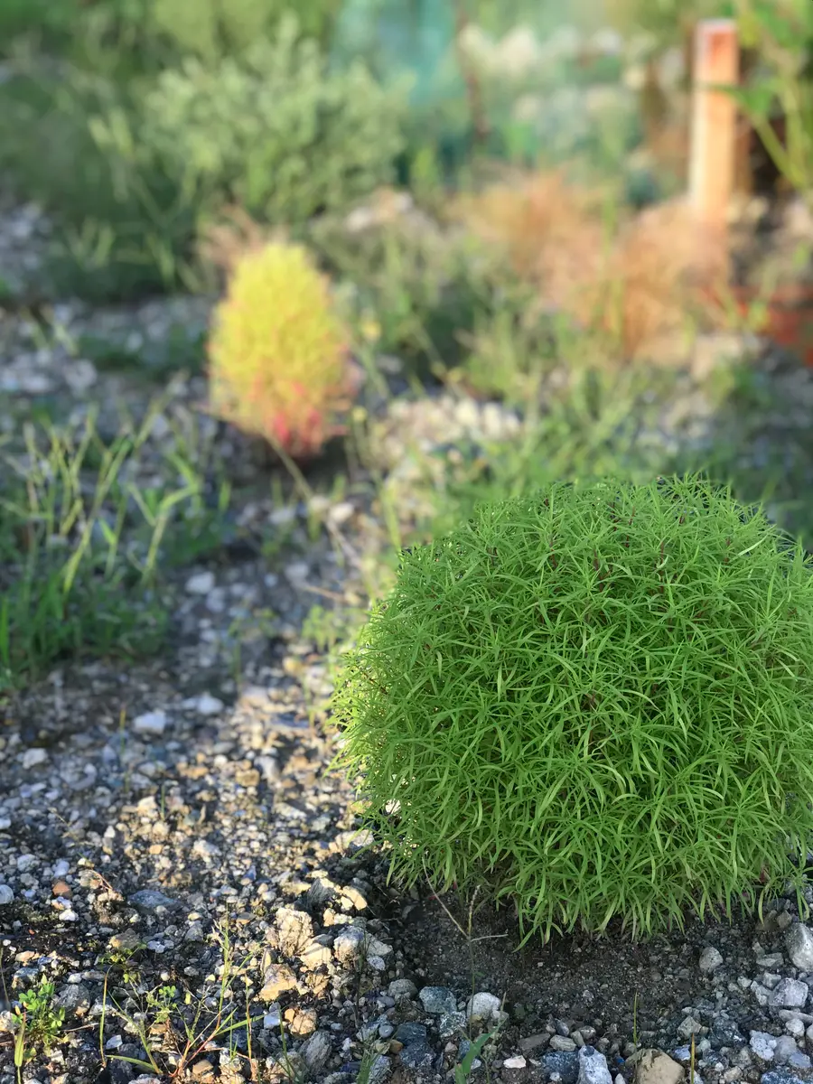 コキア｜そだレポ（栽培レポート）byまサプリ｜みんなの趣味の園芸