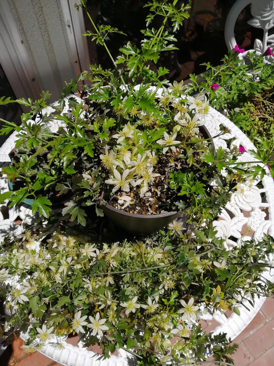 ピクシーの剪定。 | お花日記
