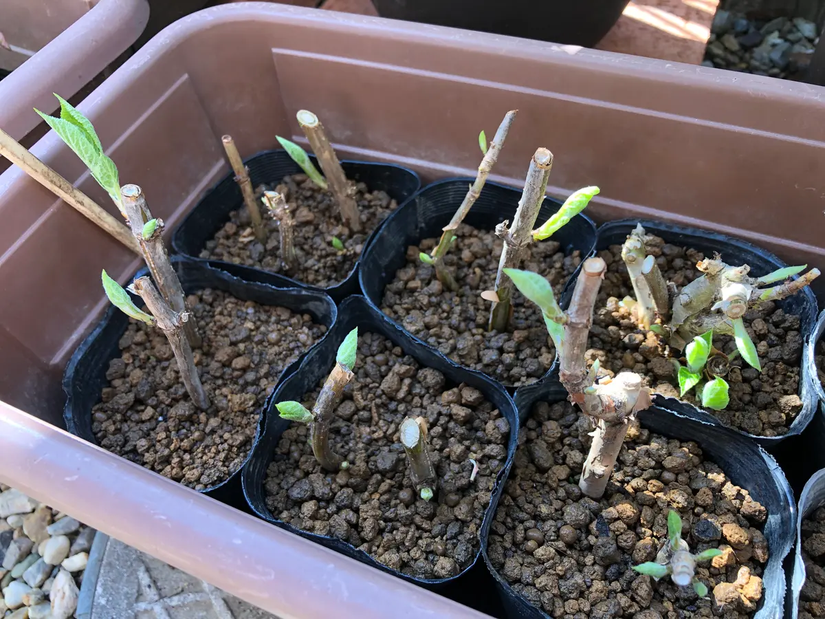 ネズミ？に根こそぎかじられたアナベルの挿し木(休眠枝挿し)｜そだレポ