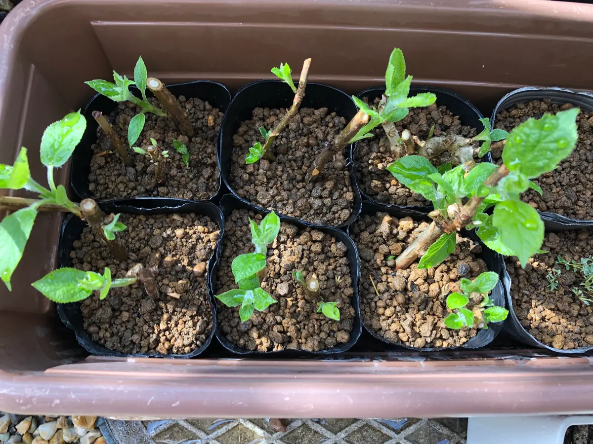 ネズミ？に根こそぎかじられたアナベルの挿し木(休眠枝挿し)｜そだレポ