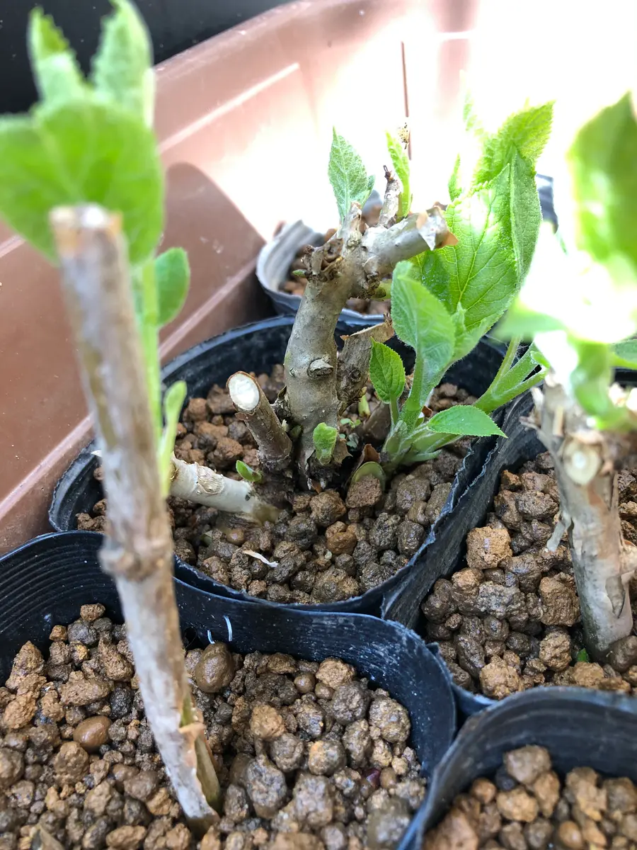 ネズミ？に根こそぎかじられたアナベルの挿し木(休眠枝挿し)｜そだレポ