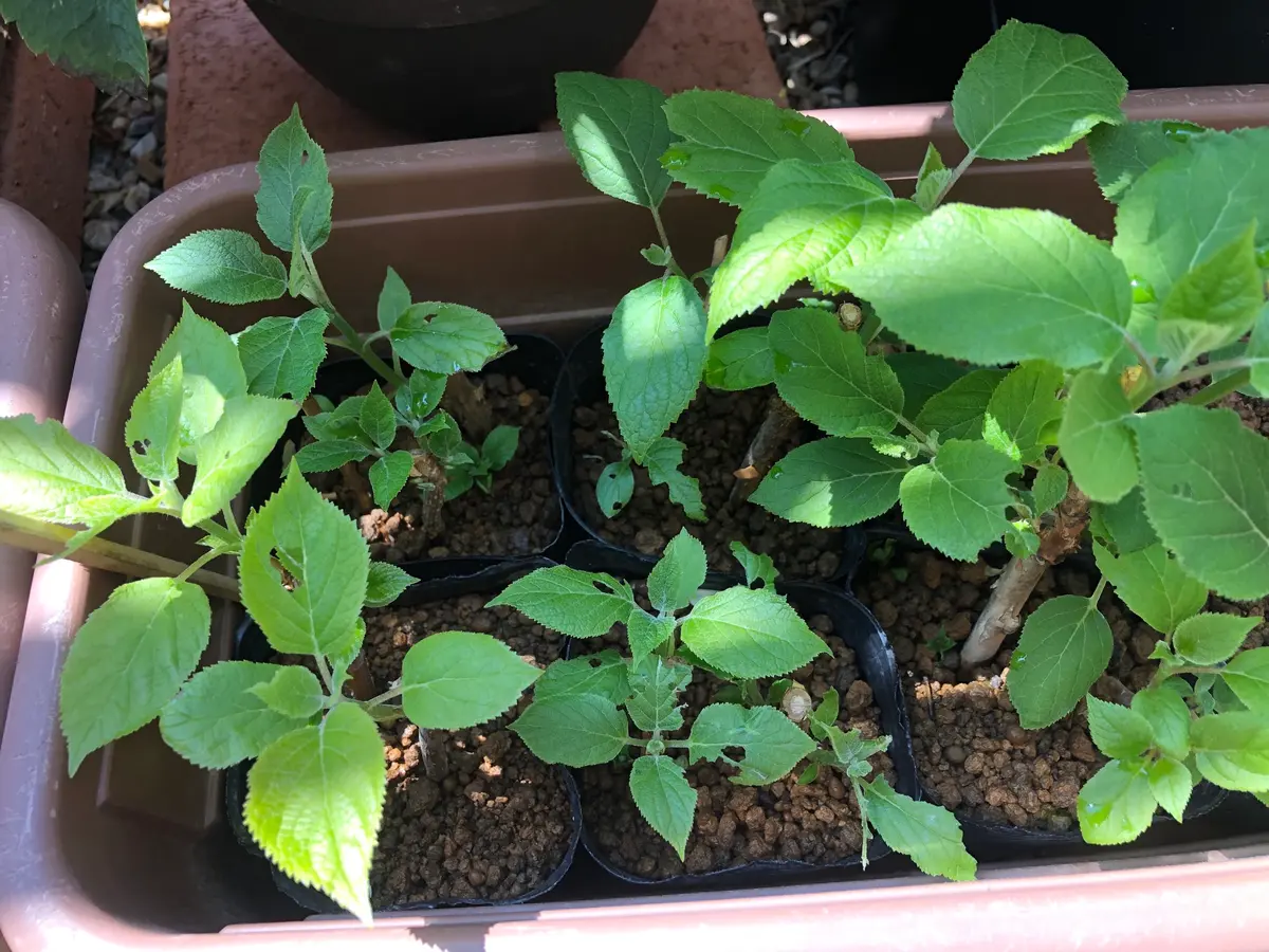 ネズミ？に根こそぎかじられたアナベルの挿し木(休眠枝挿し)｜そだレポ